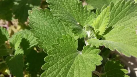 25 Great Reasons to Grow a Catnip Plant Today - Garden and H