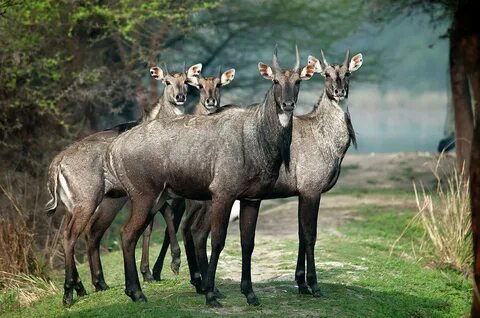 Nilgai Photograph by Photography By Masood Hussain