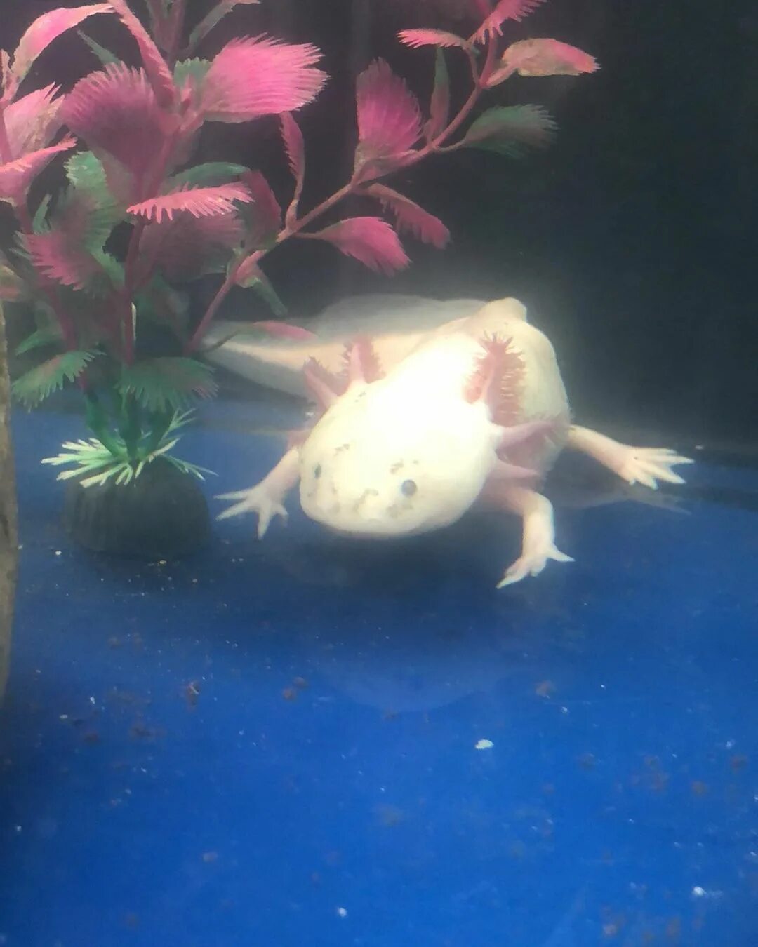 Axolotl black dota фото 73