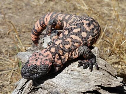 Gila Monster Bite : Gila Monster - Heloderma suspectum - Gro