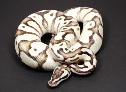 Learn More about Ball Python Snakes Snake Country