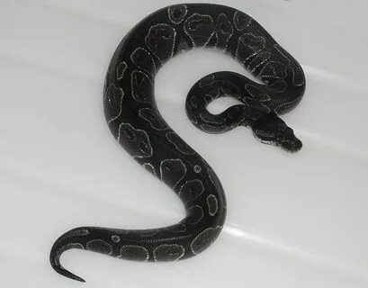Black And White Ball Python Early Childhood Education