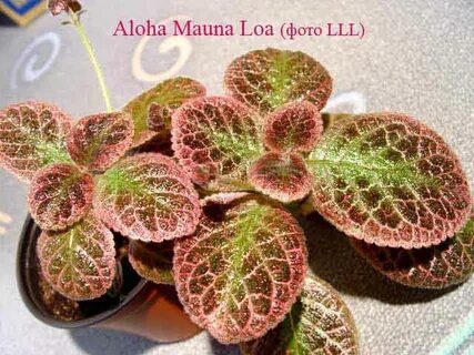 Эписция Aloha Mauna Loa