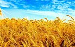 обои : 2560x1600 px, Урожай, Поле, Украина, Пшеница 2560x160