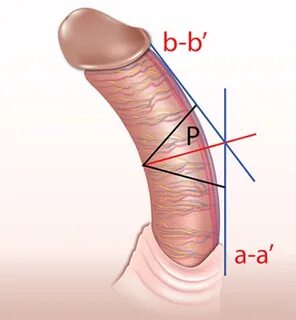 Durchschnittliche penis breite. 