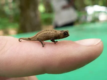 Pygmy chameleon Gone Walkabout Again