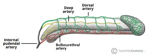 the two columns of erectile tissue which run along the front