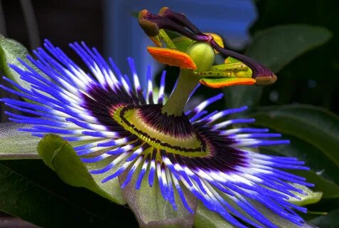 Wallpaper Beautiful lilac flower of Passionflower close-up "