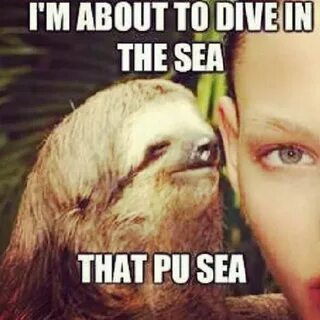 12 Funny Rape Sloth Memes That Will Make You Lol