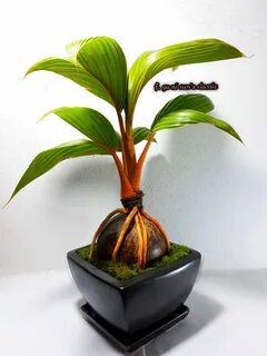 11+ Bonsai Coconut Plant