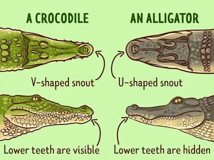 Whats The Difference Between An Alligator And A Crocodile - 