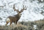 The Biggest Mule Deer of 2018 - The KING Company