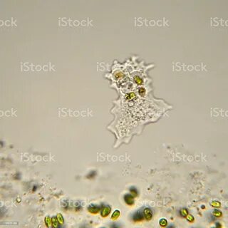 Mikrograf Amoeba Foto Stok - Unduh Gambar Sekarang - iStock