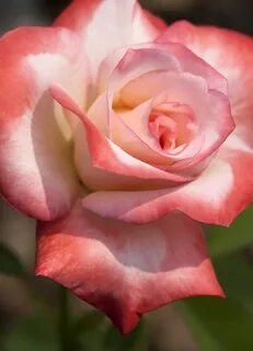 Gemini rose Jane Flickr