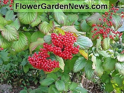 Viburnum dilatatum 'Cardinal Candy' (Linden Viburnum) 🌹 Tips