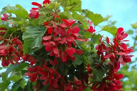 Hot Wings Tatarian Maple (Acer tataricum 'GarAnn') at Gerten