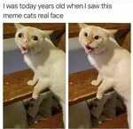 Oh Hey, It's Caturday ( 33 Cat Memes) Cat memes, Funny anima