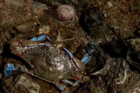 Download free photo of Blue crab, hermit crab, sea, saltwate