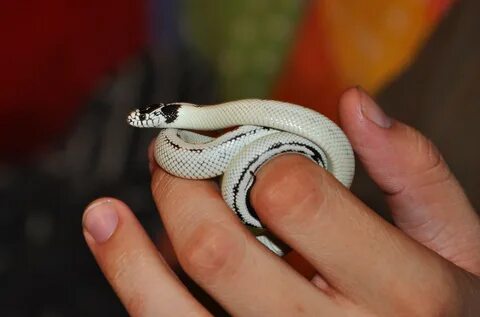 White King Cobra Snake