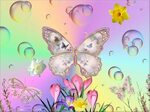 Imágenes de mariposas bonitas :: Imágenes y fotos Butterfly 