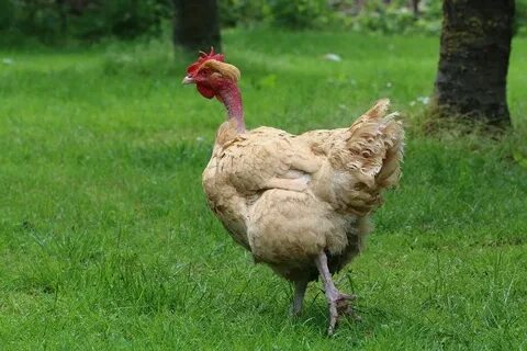 Turken (Naked Neck) Chicken: Pictures, Info, Traits, and Car