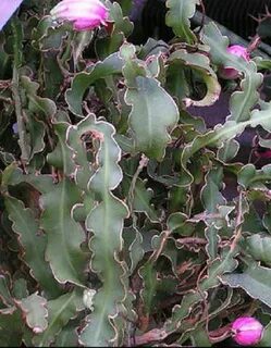 Epiphyllum curly locks, rare hanging cacti flowering cactus 