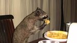 Raccoon Eating Nachos - Parry Gripp - YouTube