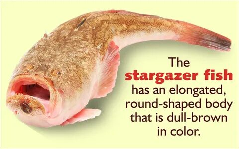 Facts about the Stargazer Fish - Animal Sake