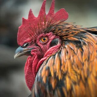 French Black Copper Maran Rooster - Draw-e