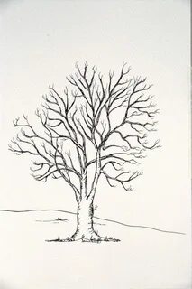 ash tree drawing - Google Search Tree drawing, Family tree c