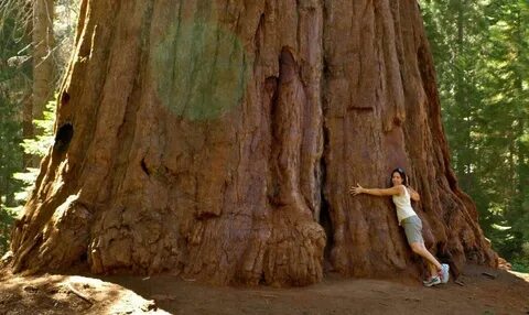 Sequóia - Giant Redwood - Califórnia Sequoia tree, Tree, Red