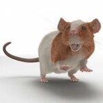 Rat 3 Rigged 3D 3D Molier International