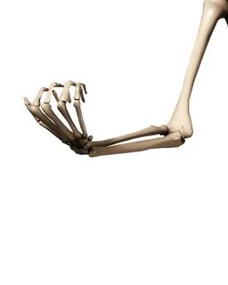 arm skeleton hand png - Clip Art Library