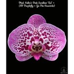 Орхидея Phal. Fullers Pink Swallow RL × (HF Purplefly × Yu P