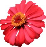 Com Red Single Layer Zinnia Png By Thy Darkest Hour - Single