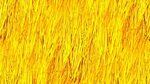 Желтое дерево фон (172 фото) " ФОНОВАЯ ГАЛЕРЕЯ КАТЕРИНЫ АСКВ