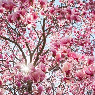 Halcyon Spring Japanese Magnolias by Brandon Ku on 500px Mag