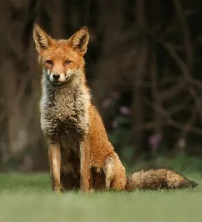 Sitting Fox Fox, Red fox, Silver foxes