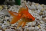 FishyHub Buy Red Fantail Goldfish in singapore Shop Red Fant