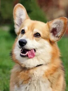 Pembroke Welsh Corgi dog Corgi temperament, Corgi, Corgi dog