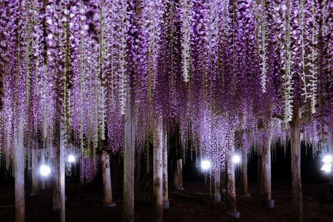 Images of japanese wisteria
