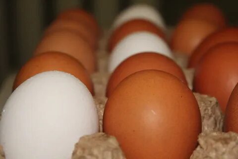 Eggs Chicken Egg - Free photo on Pixabay