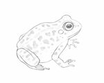 Completed pencil sketch of the frog Frog sketch, Frog art, F