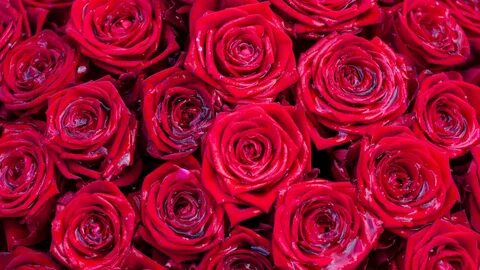 Обои Роза, цветок, сад роз, красный цвет, розовый Full HD, H