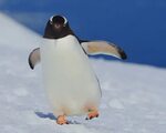 Gentoo Waddle Photograph by Tony Beck Fine Art America