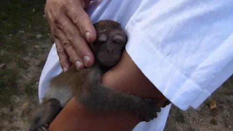 Baby Monkey Lip Smacking - YouTube