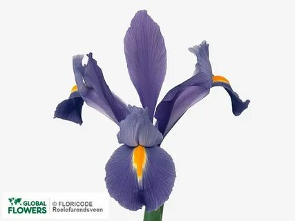 Photo Iris (Dutch Iris Grp) 'Discovery' Global Flowers
