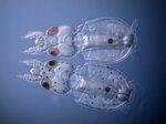 The Invisible Squid - First Gene Knockout in a Cephalopod Ac