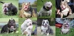 BEST CHAMPAGNE, LILAC, CHOCOLATE & TRI COLOR AMERICAN BULLY 