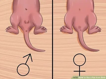 How to Sex a Rat from Birth: 11 Steps (with Pictures) - wiki